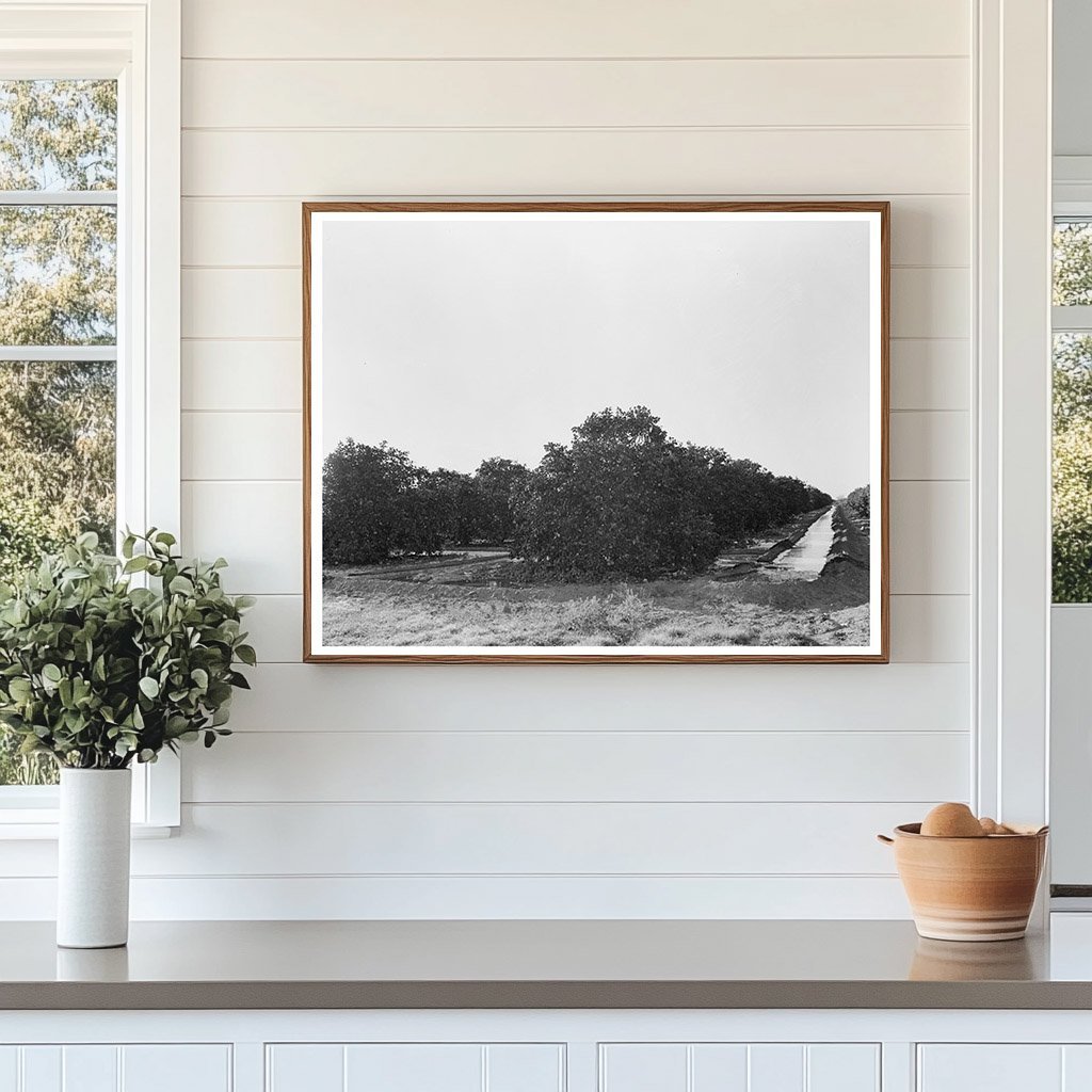 Citrus Orchard Irrigation in San Juan Texas 1939 - Available at KNOWOL