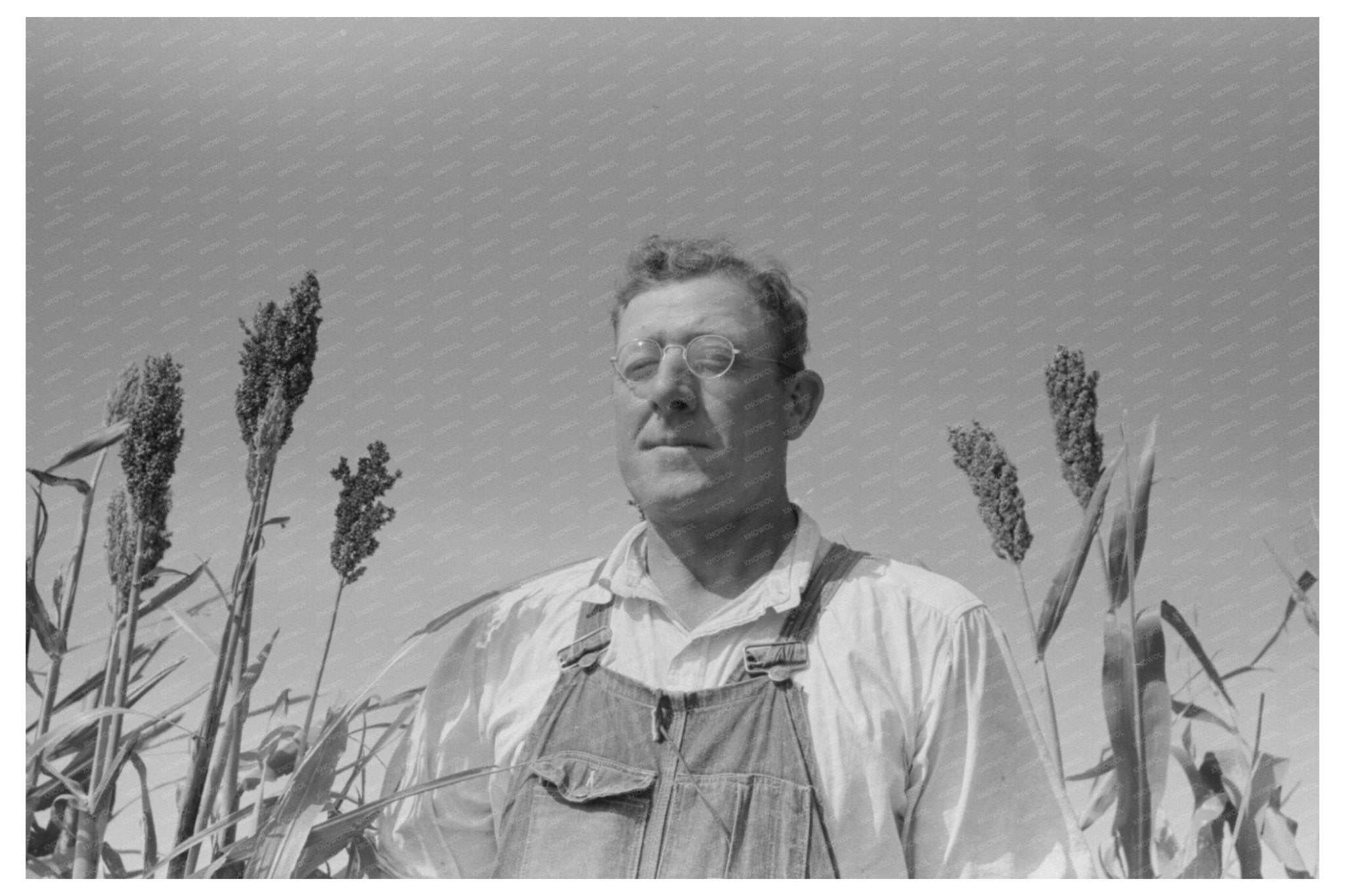 Client in Kaffir Corn Field Sheridan County Kansas 1939 - Available at KNOWOL