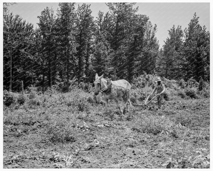 Community Garden in Hillhouse Mississippi 1937 - Available at KNOWOL