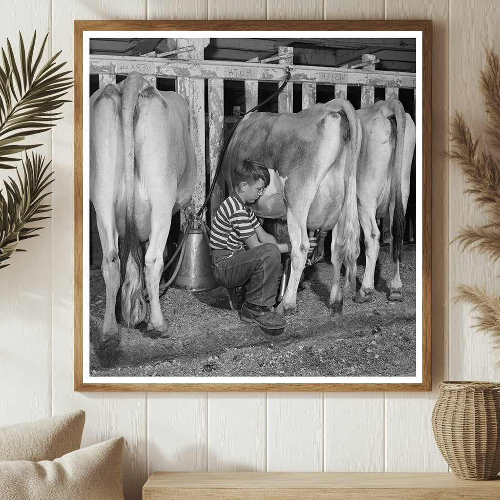 Conrad Milking Jersey Calf in East Montpelier 1944 - Available at KNOWOL