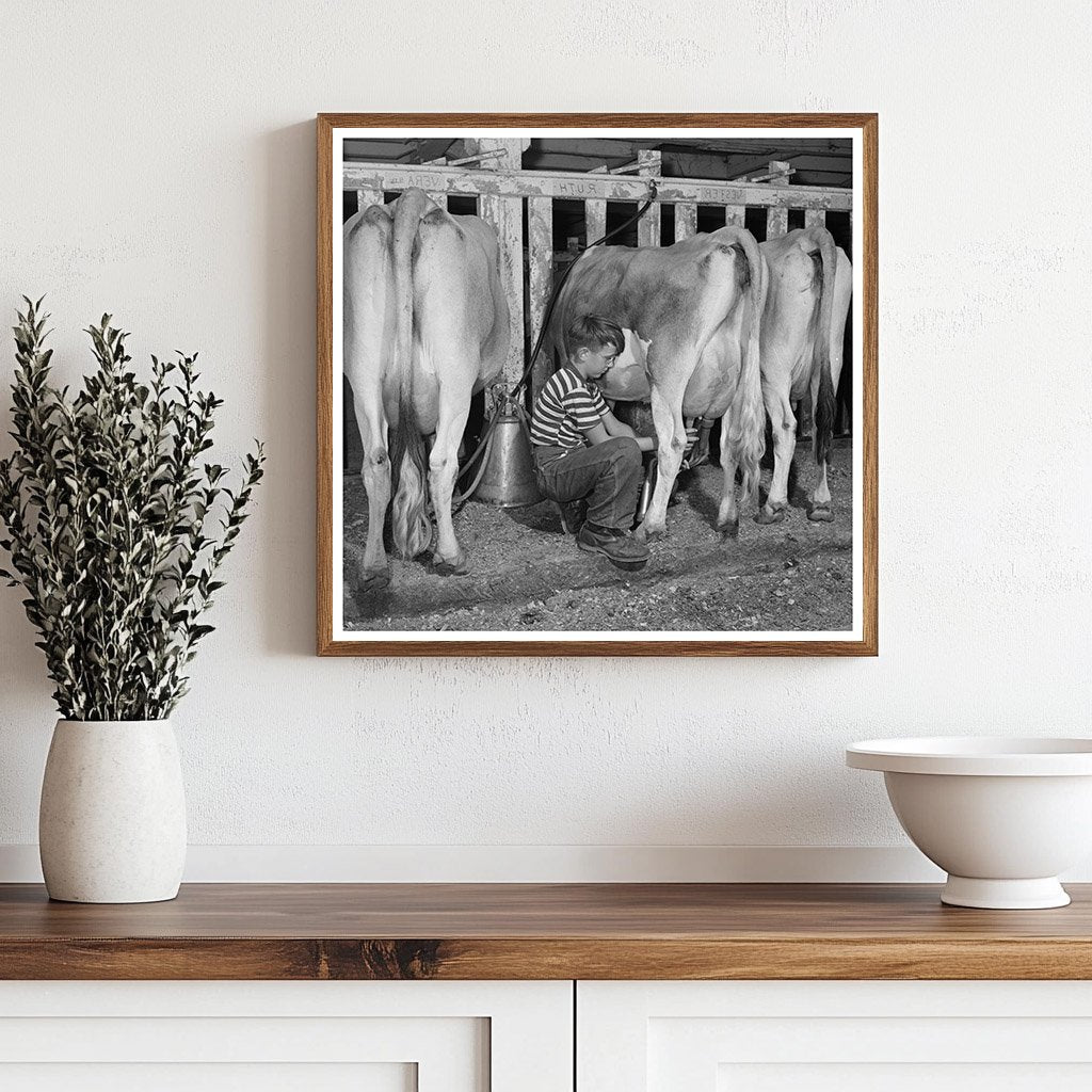 Conrad Milking Jersey Calf in East Montpelier 1944 - Available at KNOWOL