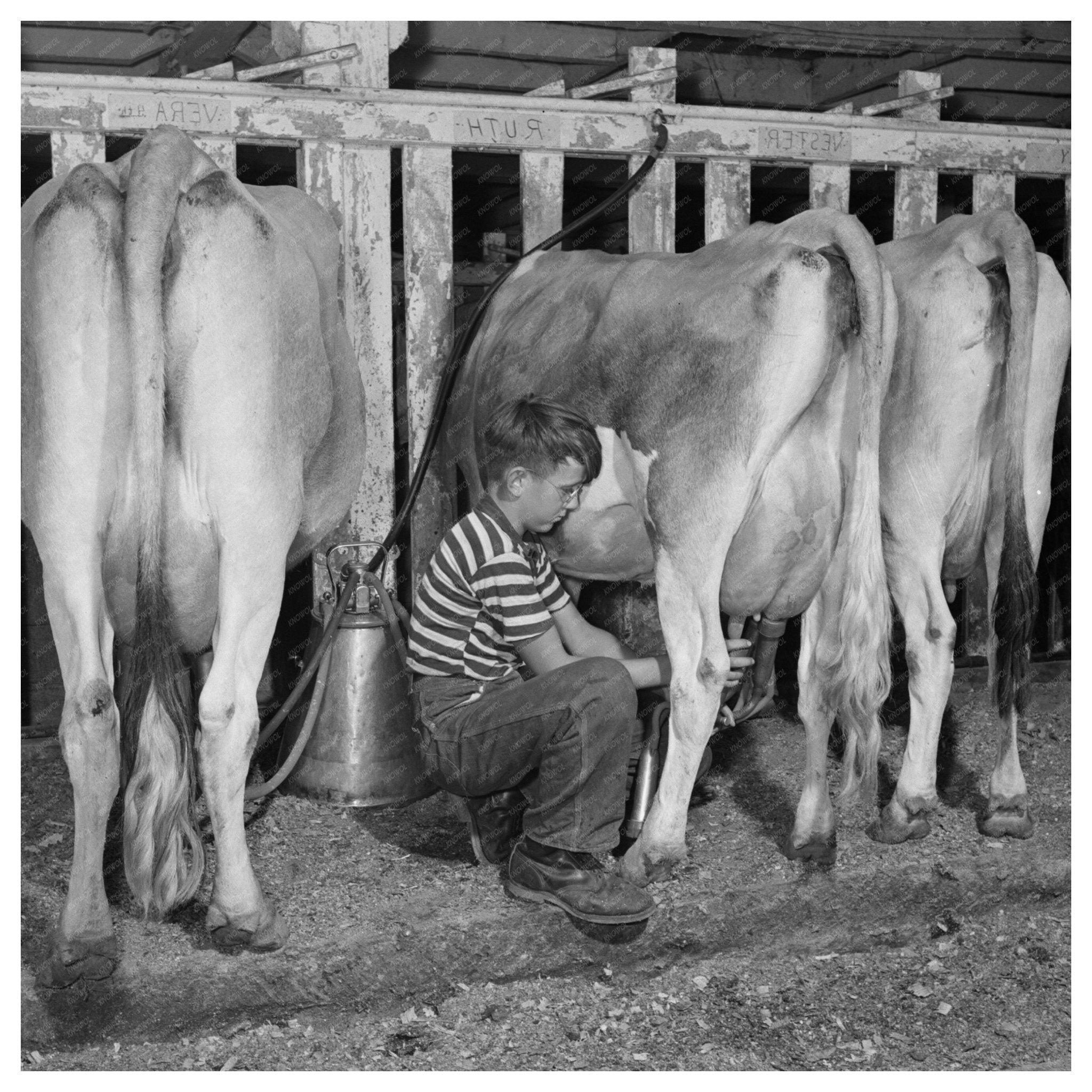 Conrad Milking Jersey Calf in East Montpelier 1944 - Available at KNOWOL