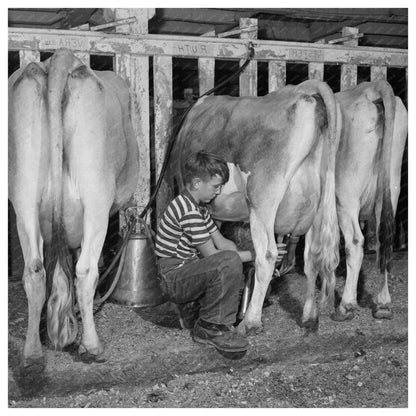 Conrad Milking Jersey Calf in East Montpelier 1944 - Available at KNOWOL