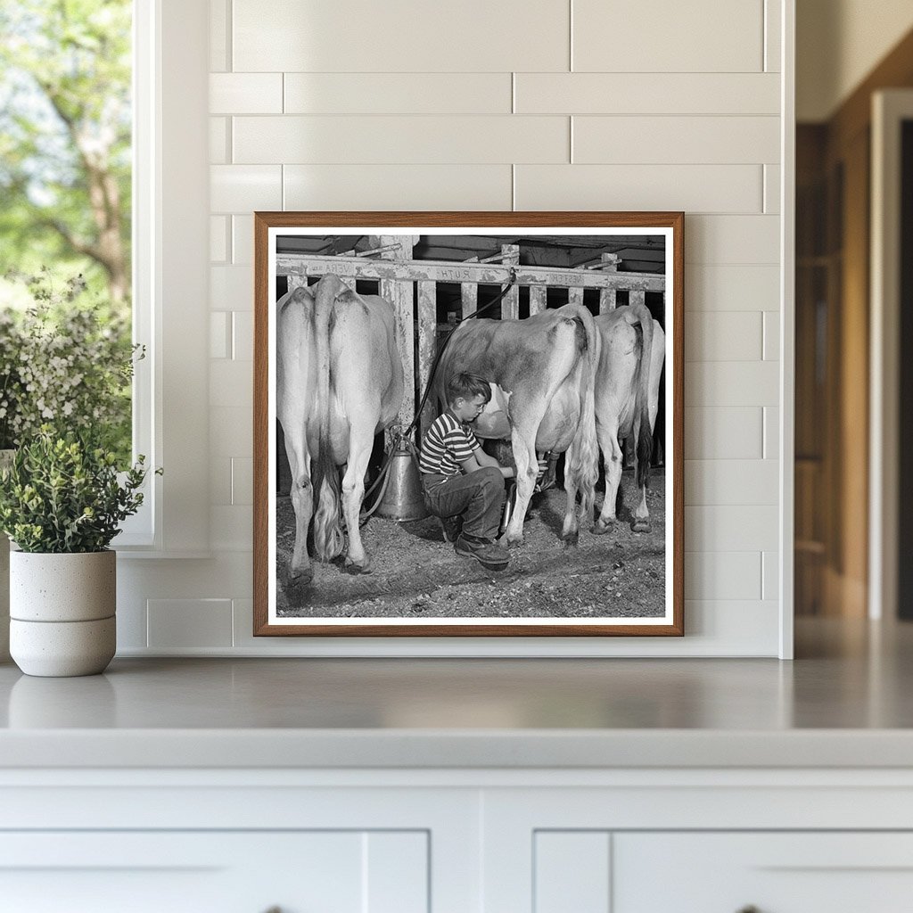 Conrad Milking Jersey Calf in East Montpelier 1944 - Available at KNOWOL