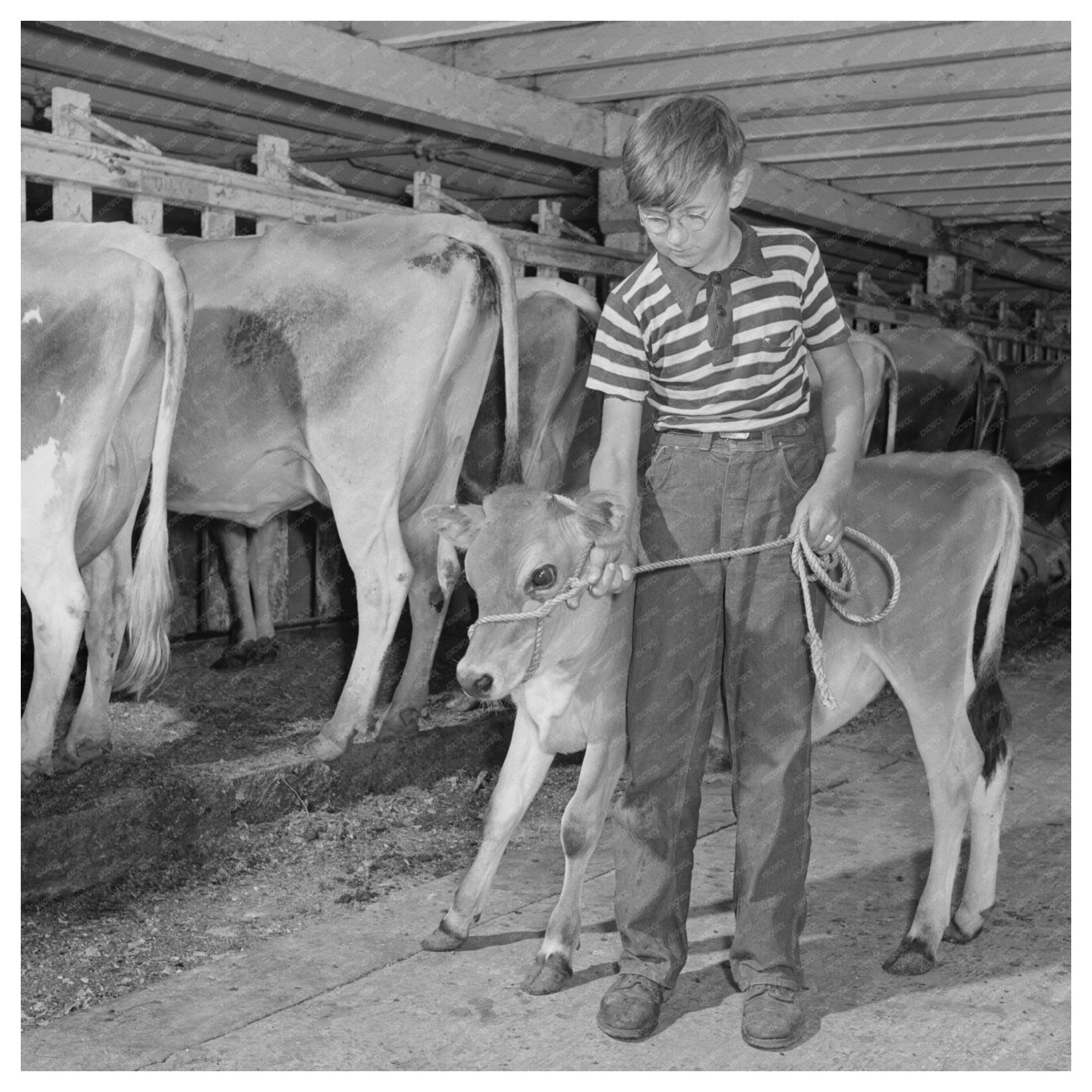 Conrad with Jersey calf in Vermont 1944 4 - H project - Available at KNOWOL