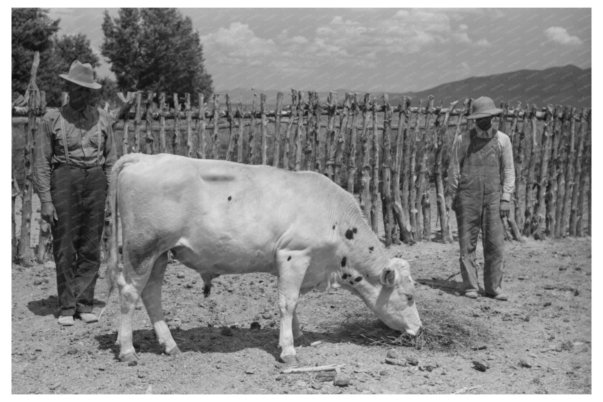 Cooperative Bull in Box Elder County Utah 1940 - Available at KNOWOL