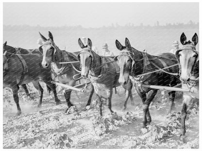 Cooperative Cotton Cultivation at Lake Dick Arkansas 1938 - Available at KNOWOL