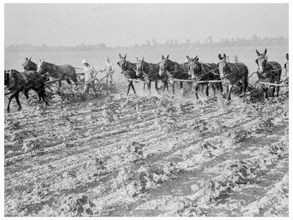 Cooperative Cotton Cultivation in Arkansas 1938 - Available at KNOWOL