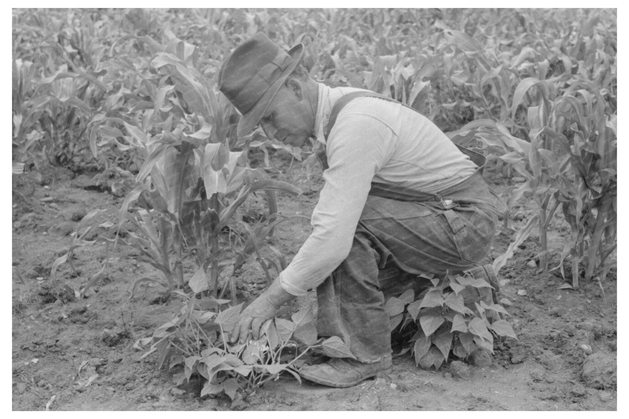 Corn and Beans Farming in Chamisal New Mexico 1940 - Available at KNOWOL