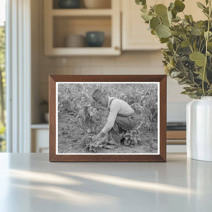 Corn and Beans Farming in Chamisal New Mexico 1940 - Available at KNOWOL