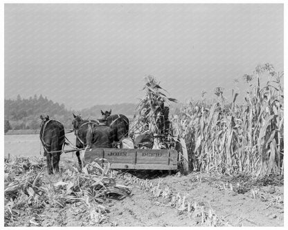 Corn Cutting on Miller Farm Yamhill County Oregon 1939 - Available at KNOWOL