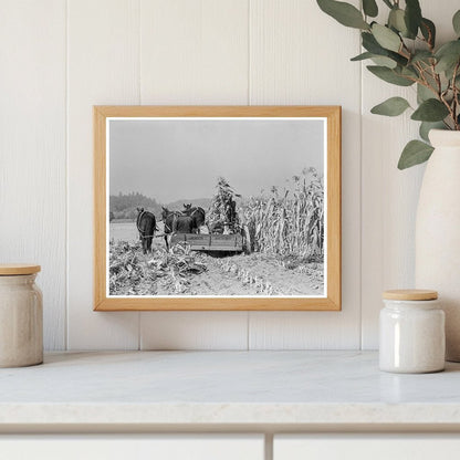 Corn Cutting on Miller Farm Yamhill County Oregon 1939 - Available at KNOWOL