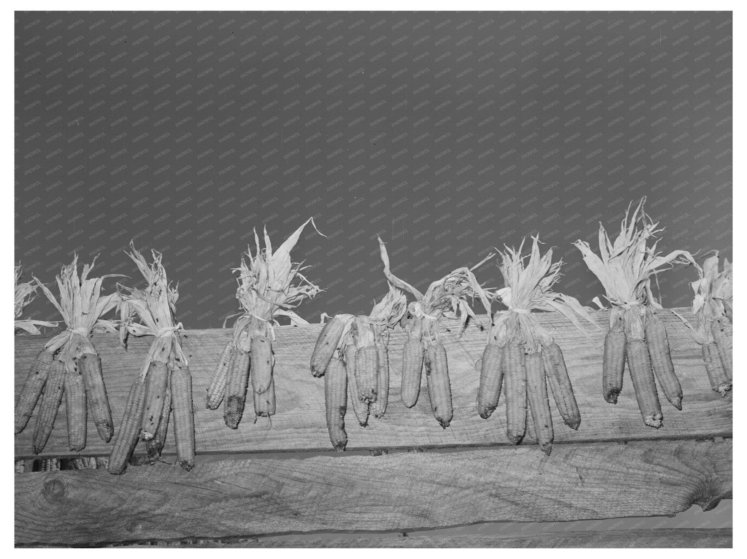 Corn Drying on Fence at Taos Farm September 1939 - Available at KNOWOL