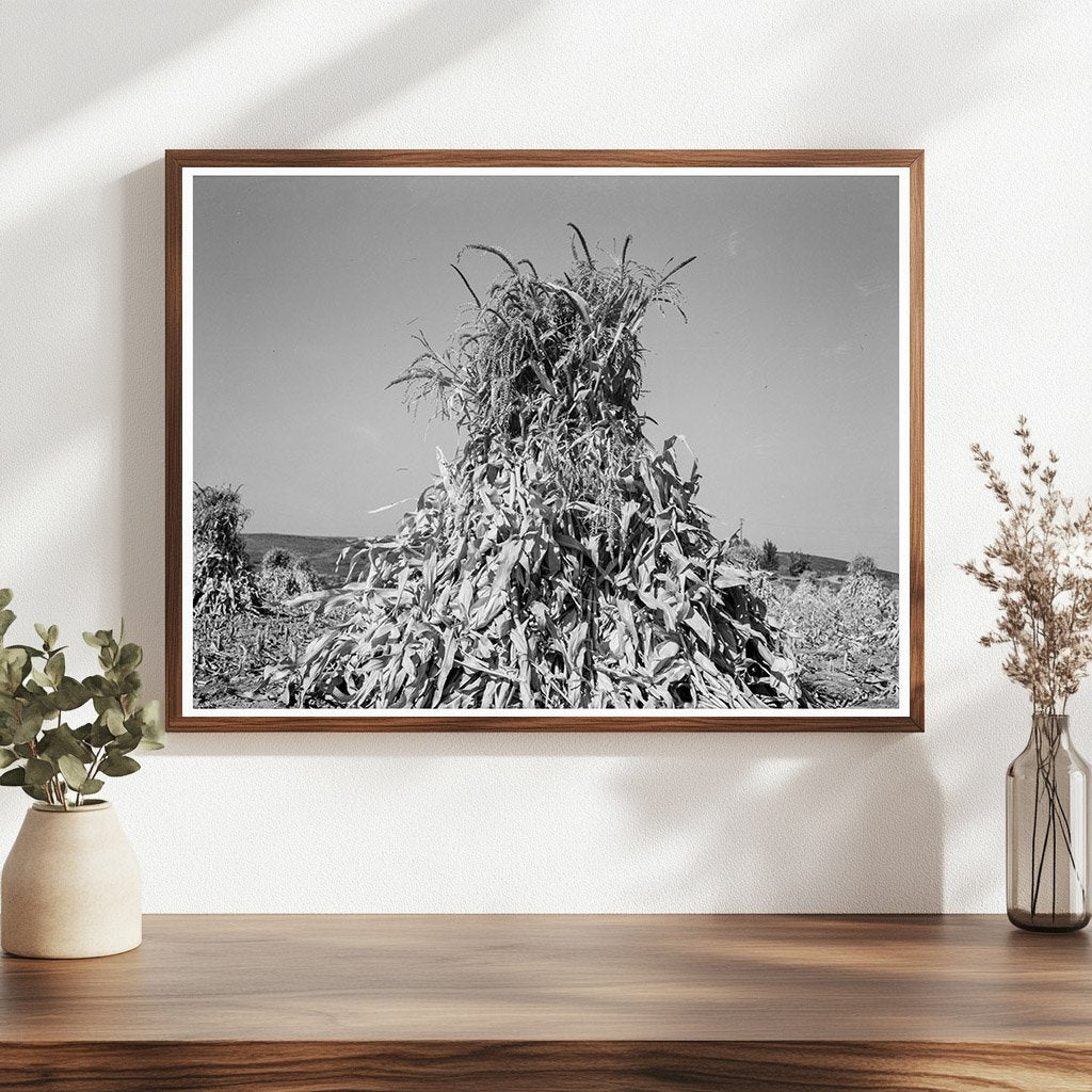 Corn Field in Shock Sunset Valley Oregon 1939 - Available at KNOWOL