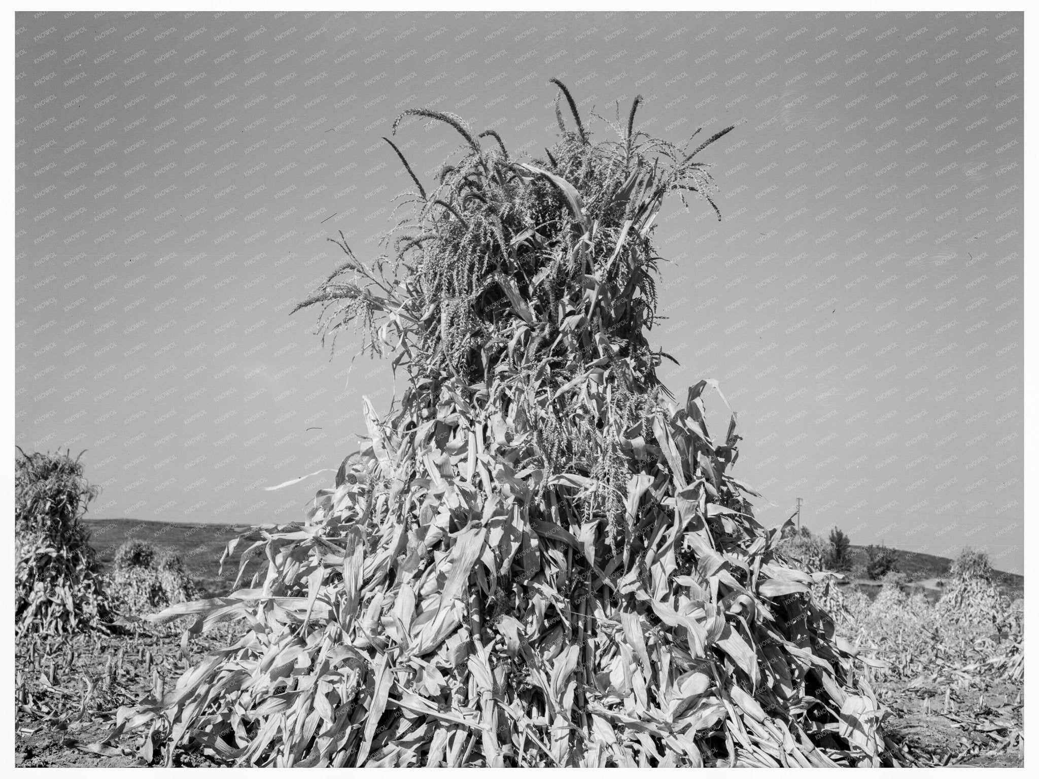 Corn Field in Shock Sunset Valley Oregon 1939 - Available at KNOWOL