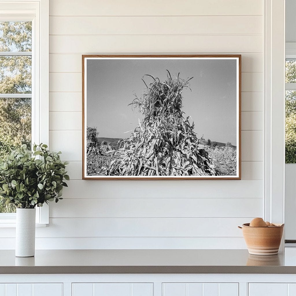 Corn Field in Shock Sunset Valley Oregon 1939 - Available at KNOWOL