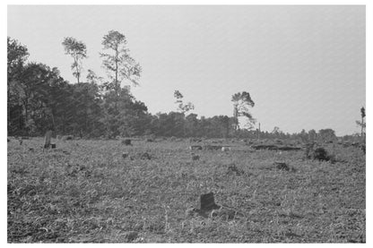 Corn Growing in New Madrid County Missouri 1938 - Available at KNOWOL