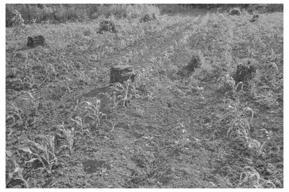 Corn Growing in New Madrid County Missouri May 1938 - Available at KNOWOL