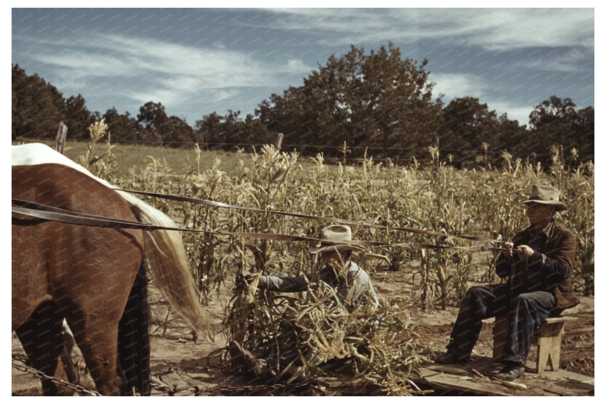 Corn Harvest in Pie Town New Mexico October 1940 - Available at KNOWOL