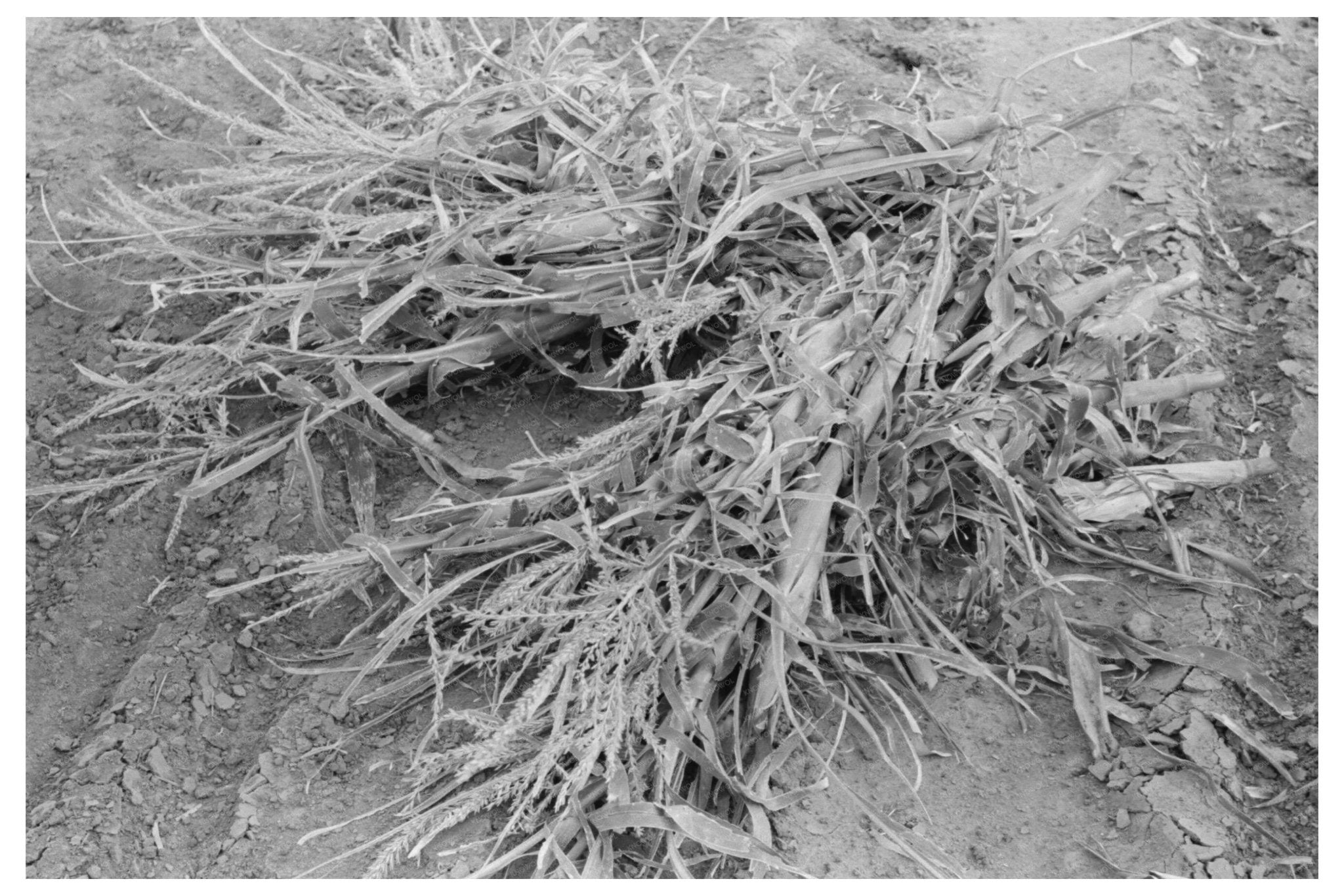 Corn Harvesting for Fodder in Kansas August 1939 - Available at KNOWOL