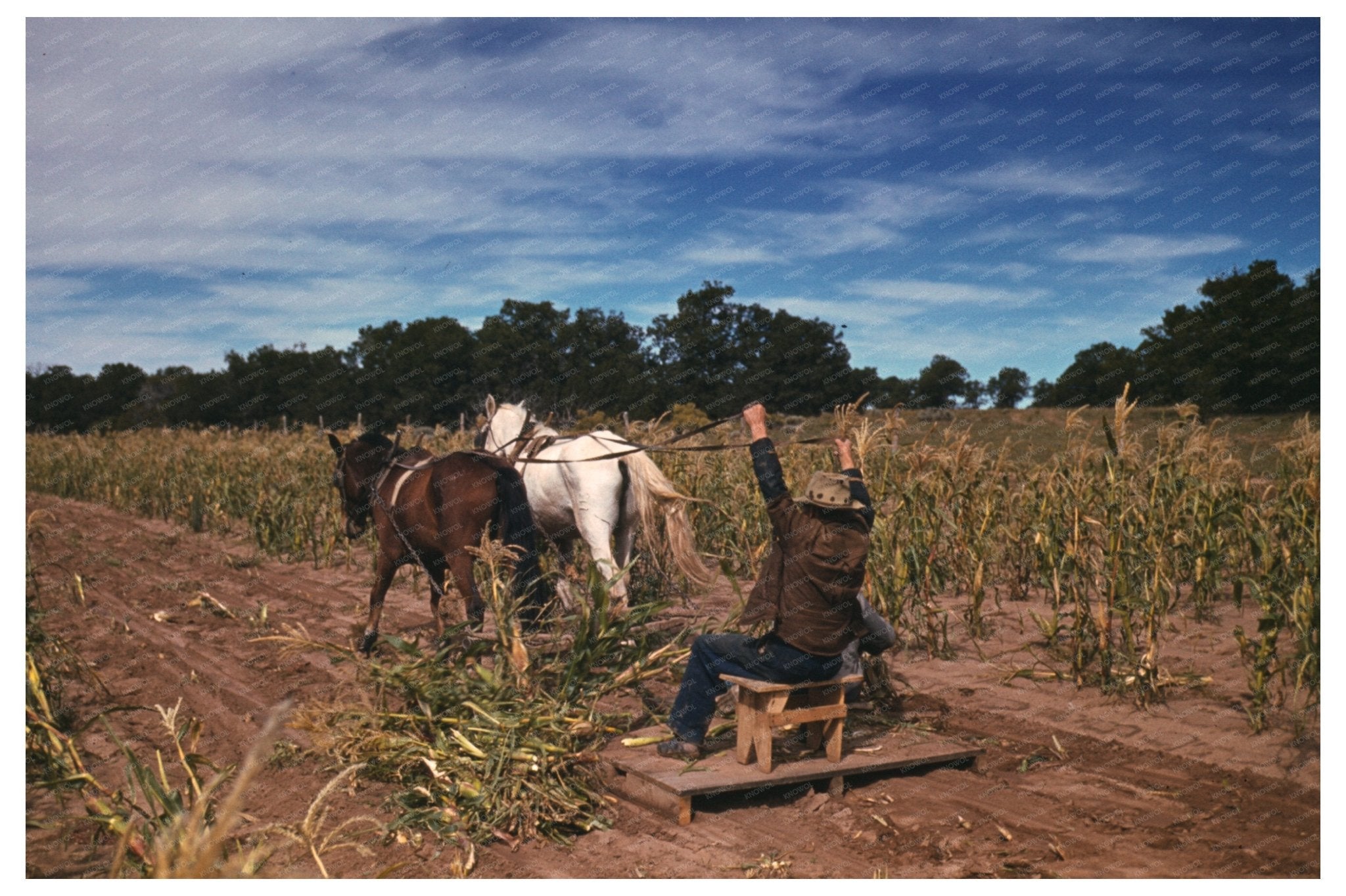 Corn Harvesting in Pie Town New Mexico October 1940 - Available at KNOWOL