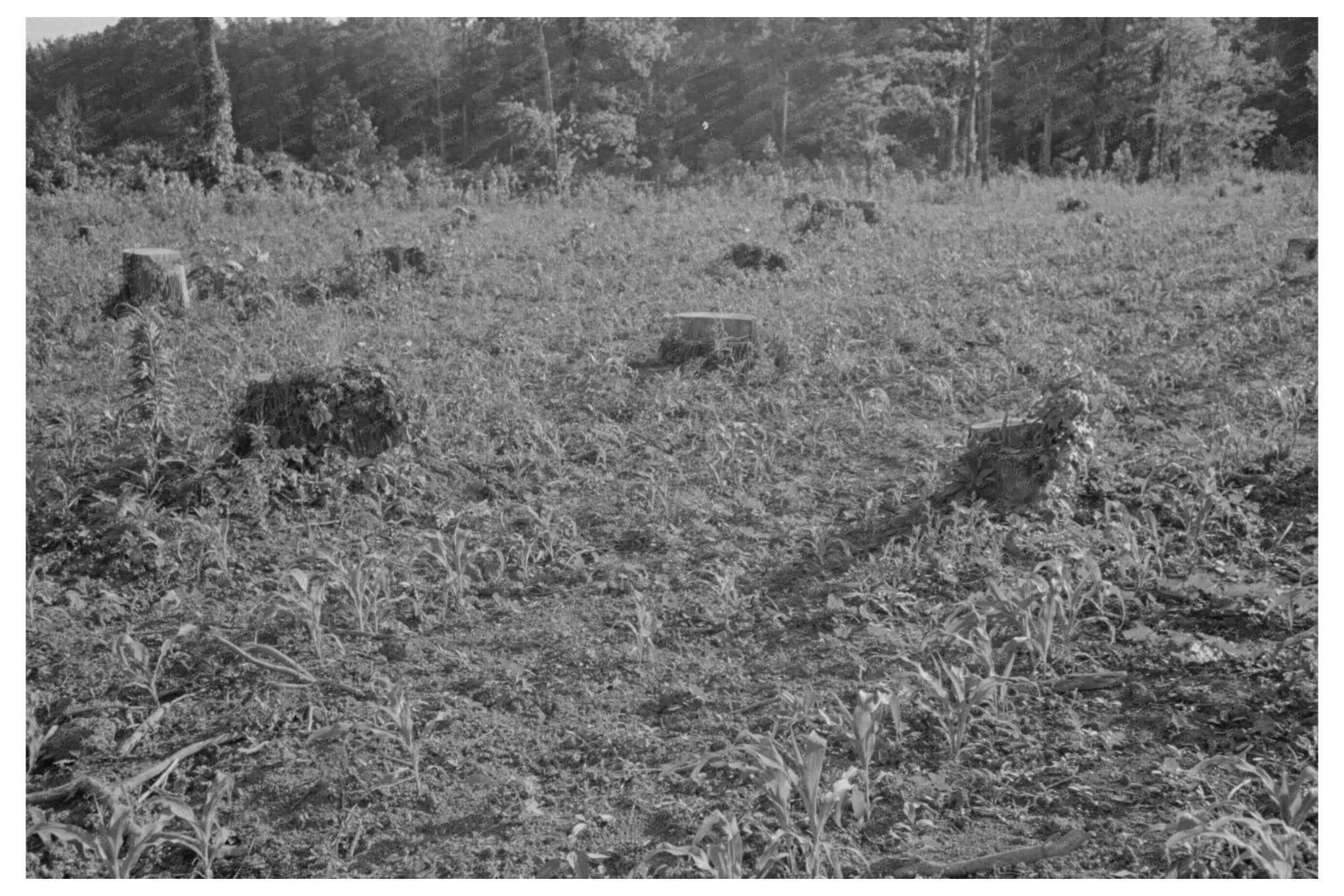 Corn on Cut - Over Land in New Madrid County 1938 - Available at KNOWOL