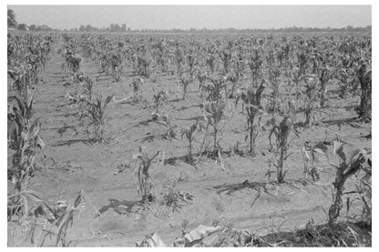 Cornfield Damage in New Madrid County Missouri May 1938 - Available at KNOWOL