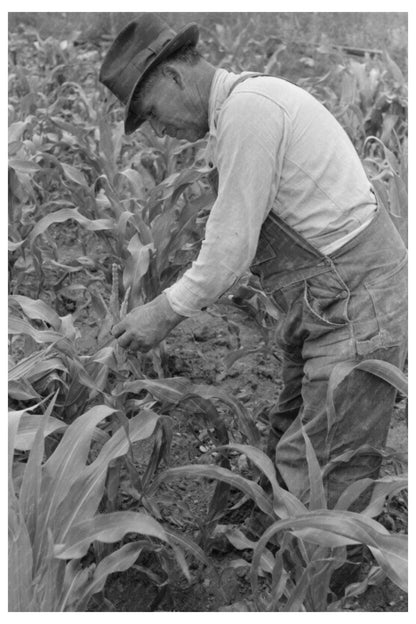 Cornfield in Chamisal New Mexico July 1940 - Available at KNOWOL