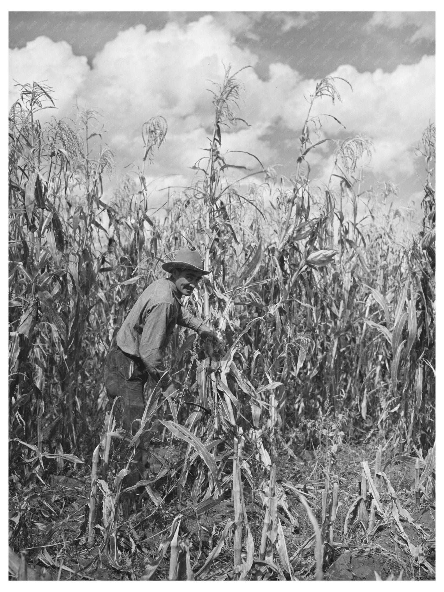 Cornfield in Concho Arizona October 1940 Vintage Photo - Available at KNOWOL