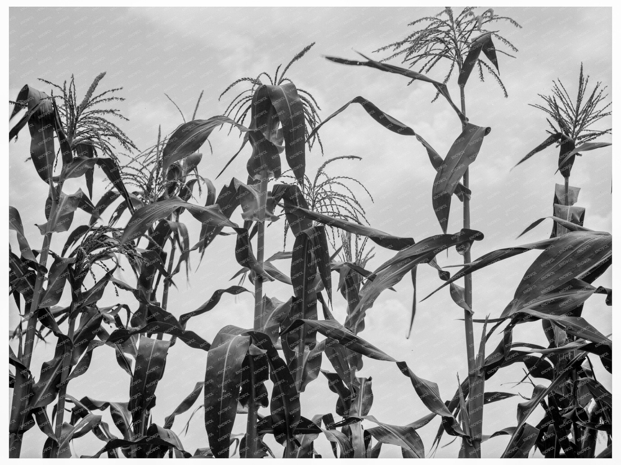 Cornfield in Washington County Mississippi June 1937 - Available at KNOWOL