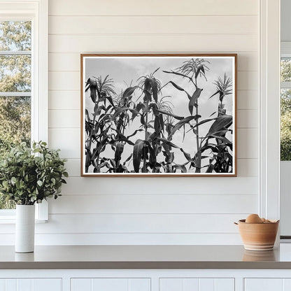 Cornfield in Washington County Mississippi June 1937 - Available at KNOWOL