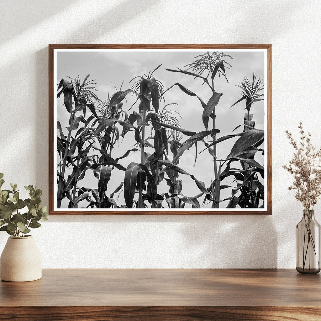 Cornfield in Washington County Mississippi June 1937 - Available at KNOWOL