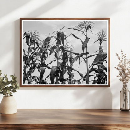 Cornfield in Washington County Mississippi June 1937 - Available at KNOWOL