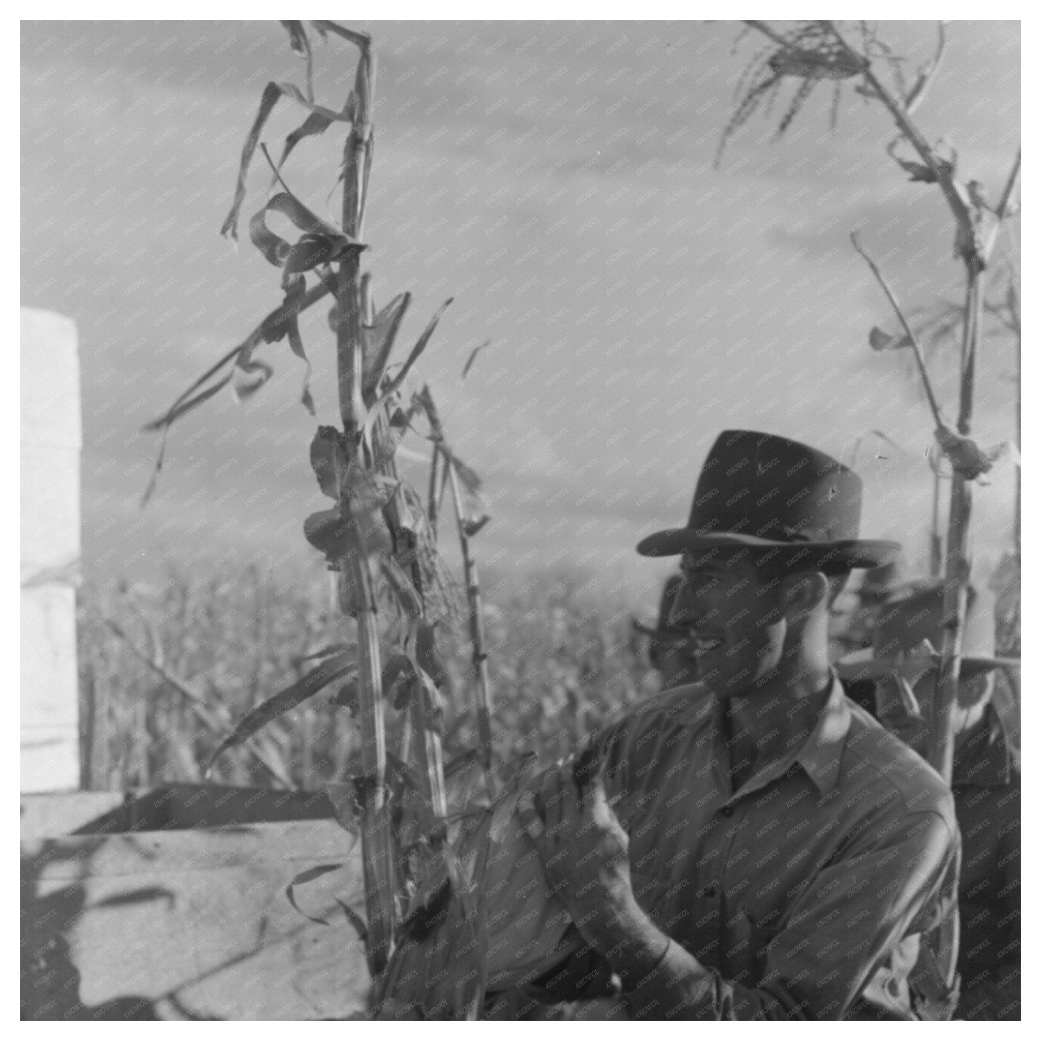 Cornhusking Contest Ontario Oregon November 1941 - Available at KNOWOL