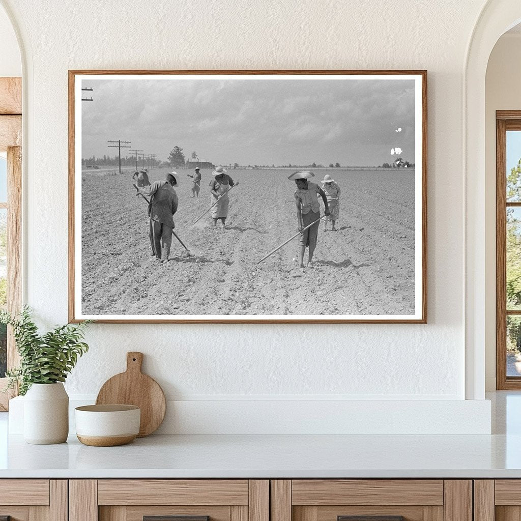 Cotton Chopping in New Madrid County Missouri May 1938 - Available at KNOWOL