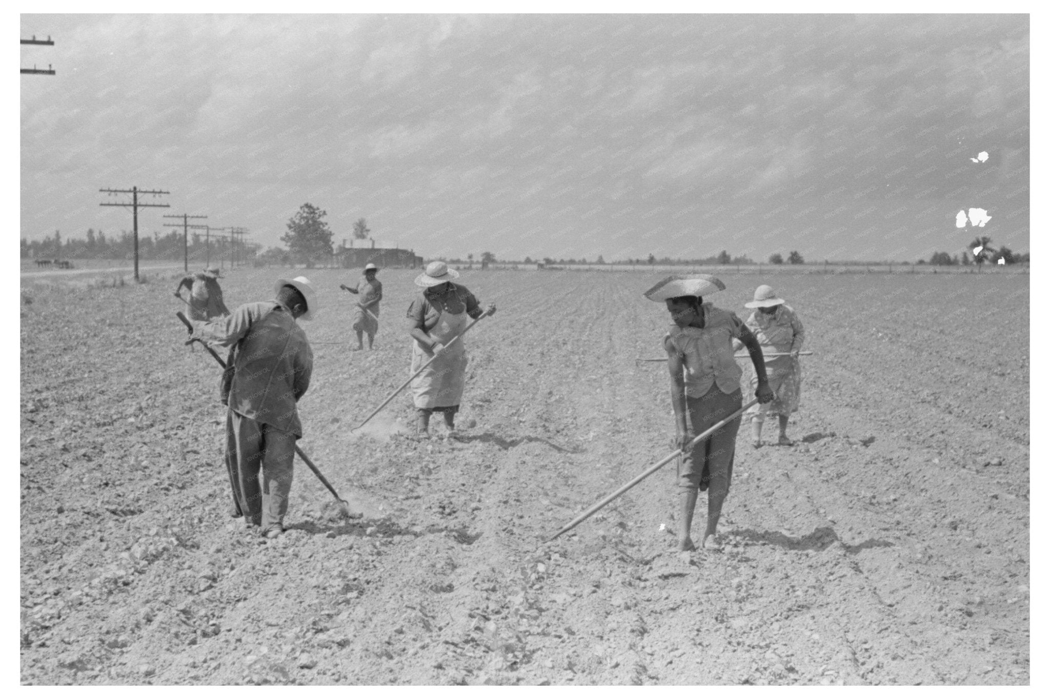 Cotton Chopping in New Madrid County Missouri May 1938 - Available at KNOWOL