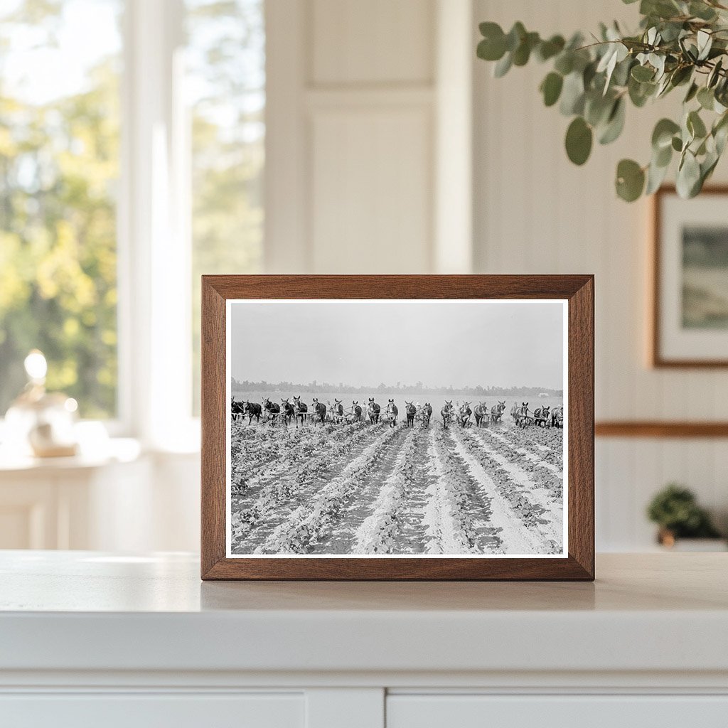 Cotton Cultivation at Lake Dick Arkansas 1938 - Available at KNOWOL