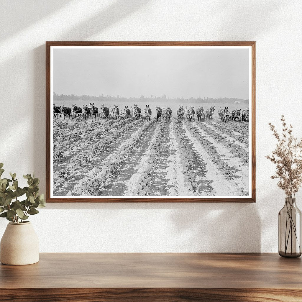 Cotton Cultivation at Lake Dick Arkansas 1938 - Available at KNOWOL