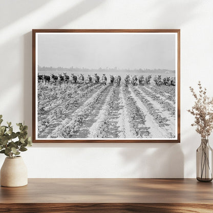 Cotton Cultivation at Lake Dick Arkansas 1938 - Available at KNOWOL