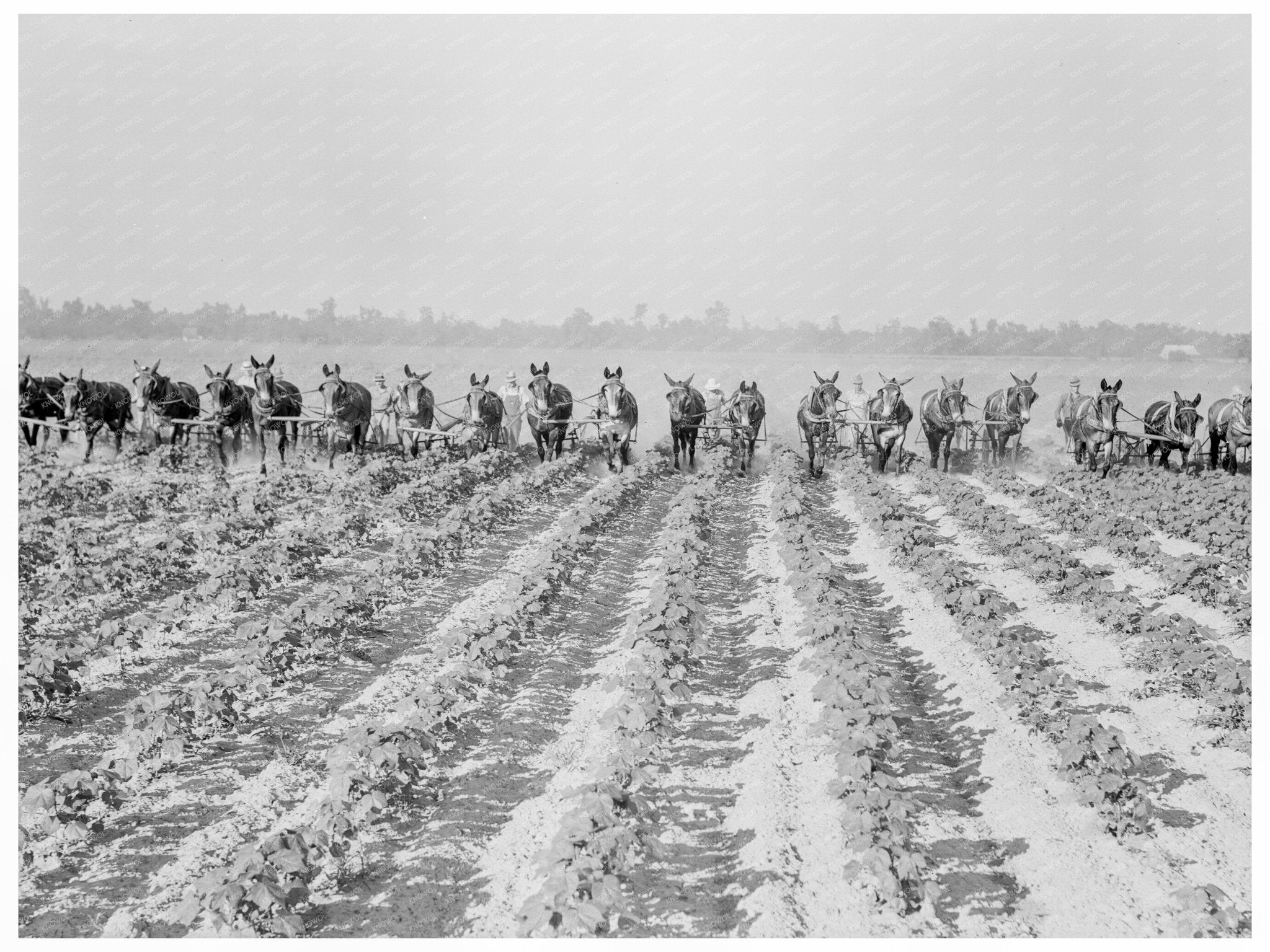 Cotton Cultivation at Lake Dick Arkansas 1938 - Available at KNOWOL