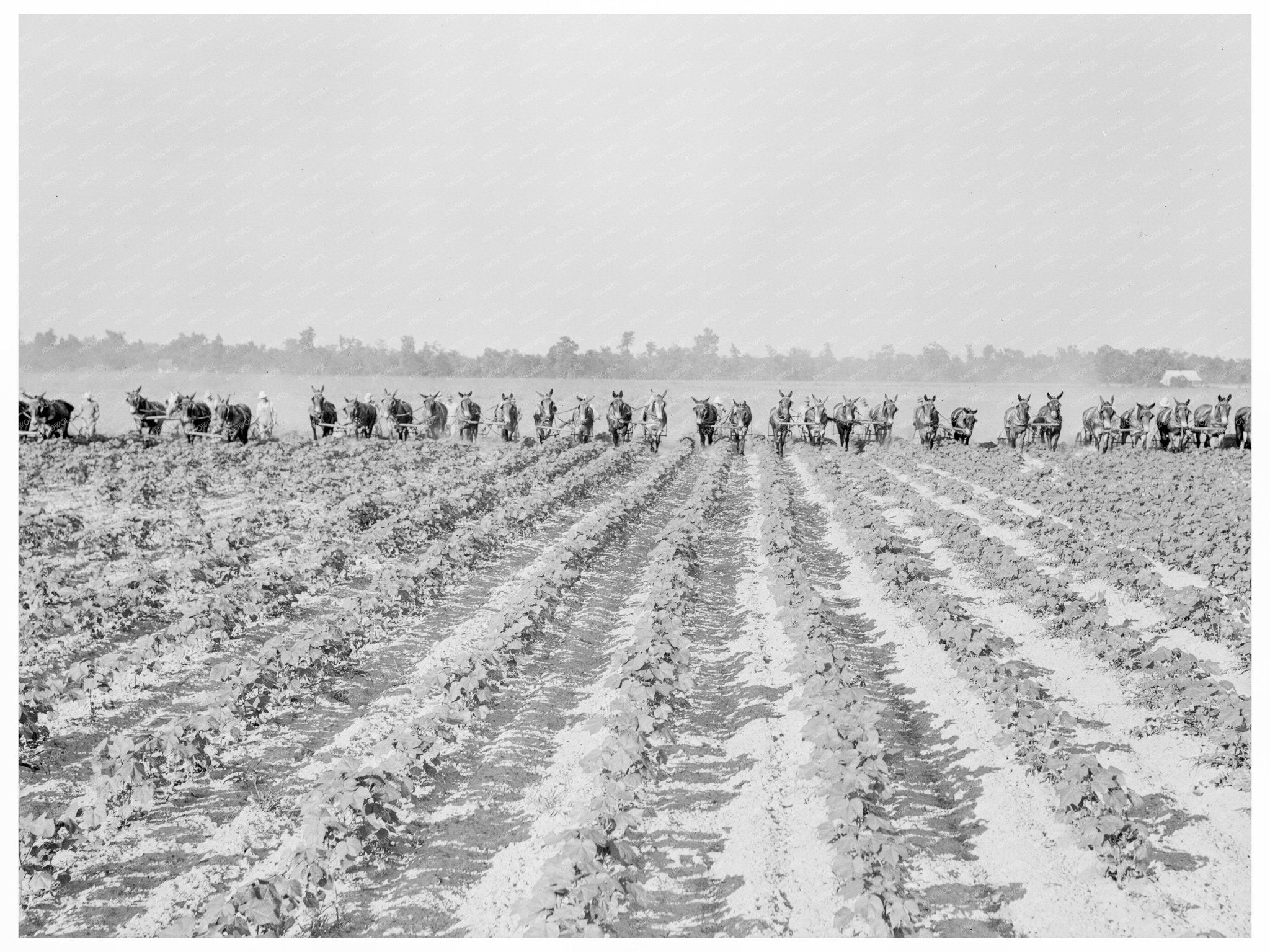 Cotton Cultivation at Lake Dick Project Arkansas 1938 - Available at KNOWOL