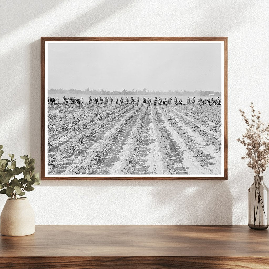 Cotton Cultivation at Lake Dick Project Arkansas 1938 - Available at KNOWOL