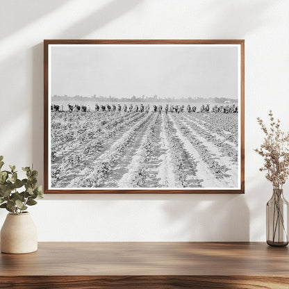 Cotton Cultivation at Lake Dick Project Arkansas 1938 - Available at KNOWOL