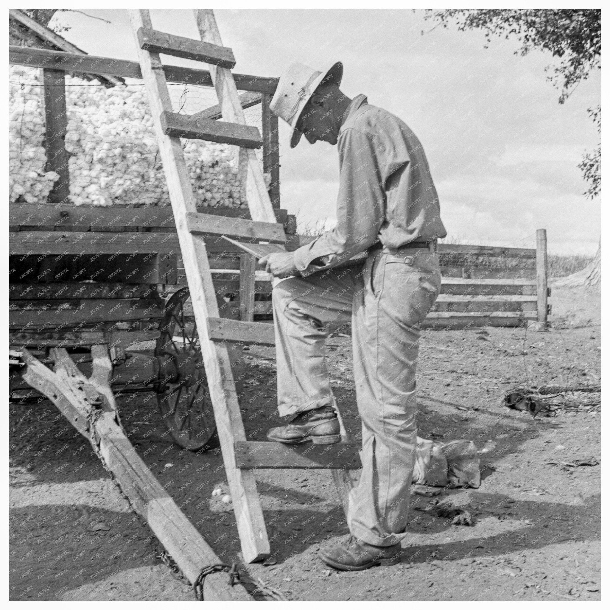 Cotton Farmer Records Harvest Kern County California 1938 - Available at KNOWOL