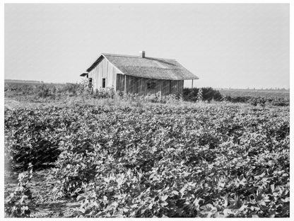 Cotton Farming Impact on Rural Communities 1937 - Available at KNOWOL