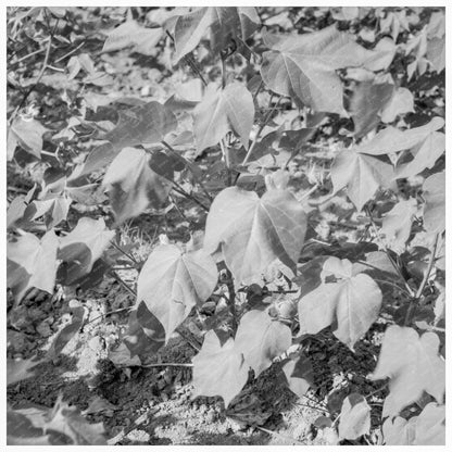 Cotton Farming in Georgia July 1937 Historical Image - Available at KNOWOL