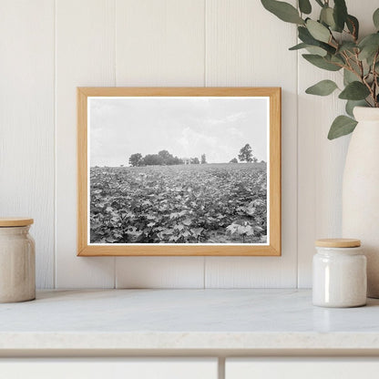 Cotton Field and Plantation House in Georgia 1937 - Available at KNOWOL