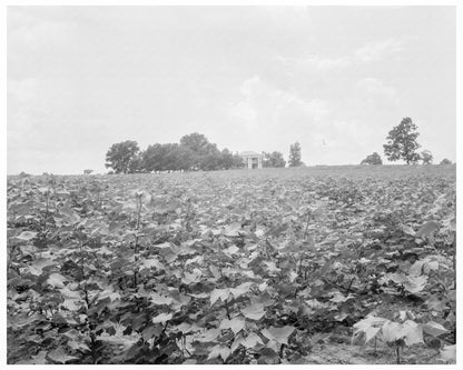 Cotton Field and Plantation House in Georgia 1937 - Available at KNOWOL