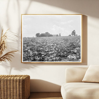 Cotton Field and Plantation House in Georgia 1937 - Available at KNOWOL