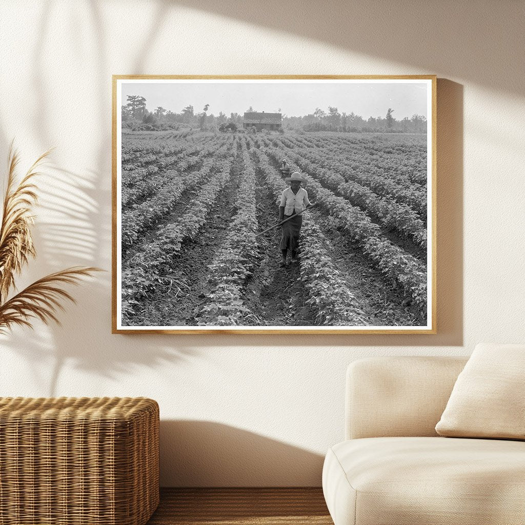 Cotton Fields in Coahoma County Mississippi 1937 - Available at KNOWOL